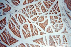PLSCR3 Rabbit anti-Human, Polyclonal, Proteintech 150 &mu;L; Unconjugated:Antibodies,