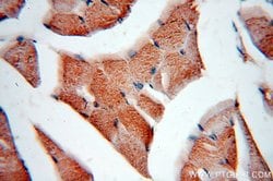 PLSCR3 Rabbit anti-Human, Polyclonal, Proteintech 150 &mu;L; Unconjugated:Antibodies,