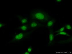 PHF6 Rabbit anti-Human, Mouse, Polyclonal, Proteintech 150 &mu;L; Unconjugated:Antibodies,