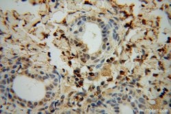 ERK1/2 Rabbit anti-Human, Mouse, Rat, Polyclonal, Proteintech 150 &mu;L;