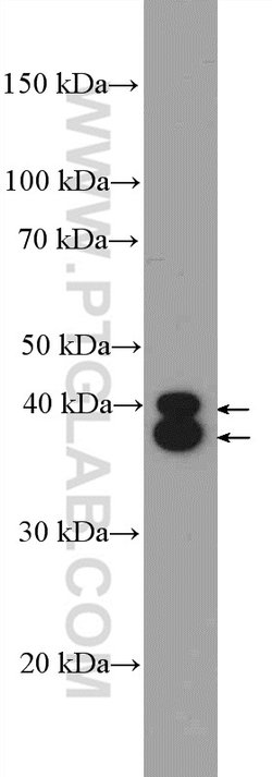 ERK1/2 Rabbit anti-Human, Mouse, Rat, Polyclonal, Proteintech 150 &mu;L;