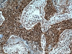 ERK1/2 Rabbit anti-Human, Mouse, Rat, Polyclonal, Proteintech 150 &mu;L;