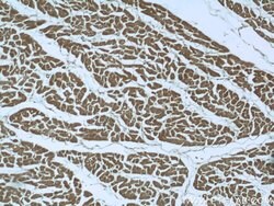 SMAD4 Rabbit anti-Human, Mouse, Polyclonal, Proteintech 150 &mu;L; Unconjugated:Antibodies,