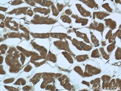 SMAD4 Rabbit anti-Human, Mouse, Polyclonal, Proteintech 150 &mu;L; Unconjugated:Antibodies,