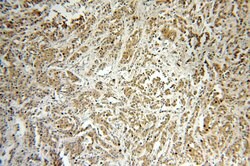 SMAD4 Rabbit anti-Human, Mouse, Polyclonal, Proteintech 150 &mu;L; Unconjugated:Antibodies,