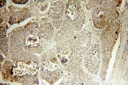 SMAD4 Rabbit anti-Human, Mouse, Polyclonal, Proteintech 150 &mu;L; Unconjugated:Antibodies,