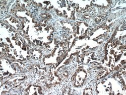 SMAD4 Rabbit anti-Human, Mouse, Polyclonal, Proteintech 150 &mu;L; Unconjugated:Antibodies,