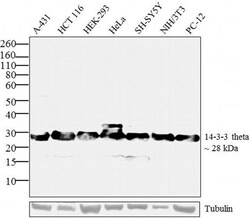 Invitrogen 14-3-3 Pan Polyclonal Antibody 200 &mu;g; Unconjugated:Antibodies,