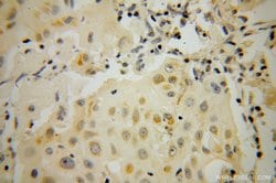 STAT5A Rabbit anti-Human, Mouse, Polyclonal, Proteintech 150 &mu;L | Buy Online | Proteintech Group Inc | Fisher Scientific