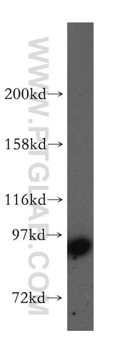 STAT5A Rabbit anti-Human, Mouse, Polyclonal, Proteintech 150 &mu;L | Buy Online | Proteintech Group Inc | Fisher Scientific
