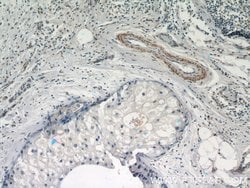 STAT5A Rabbit anti-Human, Mouse, Polyclonal, Proteintech 150 &mu;L | Buy Online | Proteintech Group Inc | Fisher Scientific