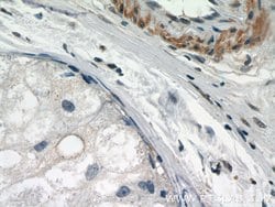 STAT5A Rabbit anti-Human, Mouse, Polyclonal, Proteintech 150 &mu;L | Buy Online | Proteintech Group Inc | Fisher Scientific