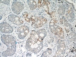STAT5A Rabbit anti-Human, Mouse, Polyclonal, Proteintech 150 &mu;L | Buy Online | Proteintech Group Inc | Fisher Scientific