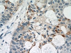 STAT5A Rabbit anti-Human, Mouse, Polyclonal, Proteintech 150 &mu;L | Buy Online | Proteintech Group Inc | Fisher Scientific