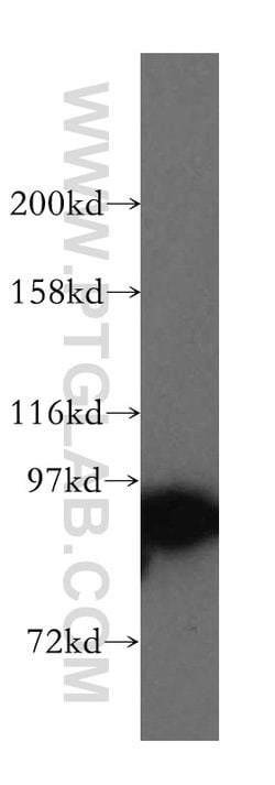 STAT5A Rabbit anti-Human, Mouse, Polyclonal, Proteintech 150 &mu;L | Buy Online | Proteintech Group Inc | Fisher Scientific