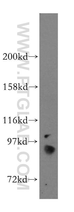 STAT5A Rabbit anti-Human, Mouse, Polyclonal, Proteintech 150 &mu;L | Buy Online | Proteintech Group Inc | Fisher Scientific