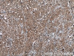 STAT3 Rabbit anti-Human, Mouse, Polyclonal, Proteintech:Antibodies:Primary