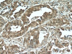 STAT3 Rabbit anti-Human, Mouse, Polyclonal, Proteintech:Antibodies:Primary