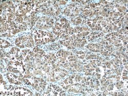 STAT3 Rabbit anti-Human, Mouse, Polyclonal, Proteintech:Antibodies:Primary