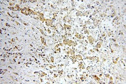 STAT3 Rabbit anti-Human, Mouse, Polyclonal, Proteintech:Antibodies:Primary