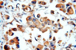 STAT3 Rabbit anti-Human, Mouse, Polyclonal, Proteintech:Antibodies:Primary