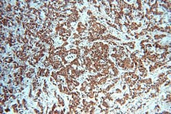 STAT3 Rabbit anti-Human, Mouse, Polyclonal, Proteintech:Antibodies:Primary