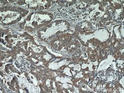 STAT3 Rabbit anti-Human, Mouse, Polyclonal, Proteintech:Antibodies:Primary