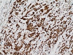 STAT3 Rabbit anti-Human, Mouse, Polyclonal, Proteintech:Antibodies:Primary