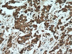 STAT3 Rabbit anti-Human, Mouse, Polyclonal, Proteintech:Antibodies:Primary