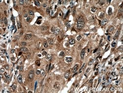STAT3 Rabbit anti-Human, Mouse, Polyclonal, Proteintech:Antibodies:Primary
