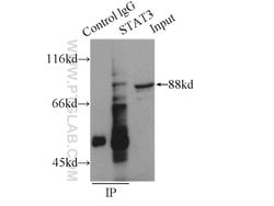 STAT3 Rabbit anti-Human, Mouse, Polyclonal, Proteintech:Antibodies:Primary