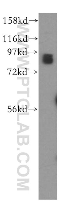 STAT3 Rabbit anti-Human, Mouse, Polyclonal, Proteintech:Antibodies:Primary