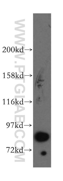 STAT3 Rabbit anti-Human, Mouse, Polyclonal, Proteintech:Antibodies:Primary