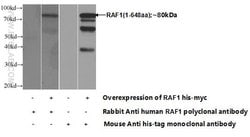 RAF1 Rabbit anti-Human, Mouse, Polyclonal, Proteintech:Antibodies:Primary
