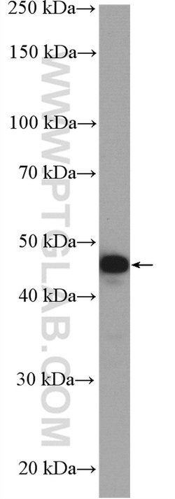 MEK4 Rabbit anti-Human, Mouse, Polyclonal, Proteintech 20 &mu;L; Unconjugated:Anticorps,