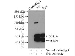 JNK Rabbit anti-Human, Mouse, Polyclonal, Proteintech 150 &mu;L; Unconjugated:Antibodies,