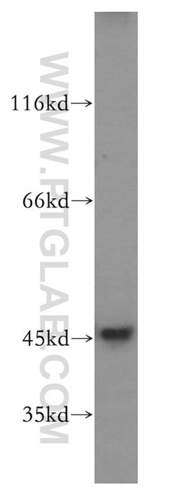 JNK Rabbit anti-Human, Mouse, Polyclonal, Proteintech 150 &mu;L; Unconjugated:Antibodies,