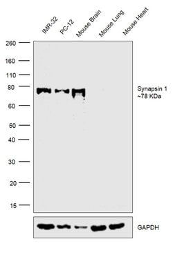 Invitrogen Synapsin 1 Polyclonal Antibody 10 &mu;g; Unconjugated:Antibodies,
