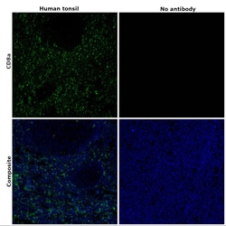 Invitrogen CD8a Monoclonal Antibody (AMC908), Alexa Fluor 488, eBioscience