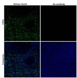 Invitrogen CD8a Monoclonal Antibody (AMC908), Alexa Fluor 488, eBioscience