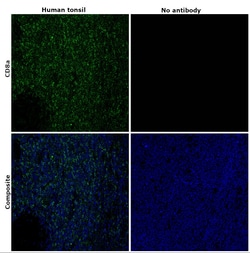 Invitrogen CD8a Monoclonal Antibody (AMC908), Alexa Fluor 488, eBioscience
