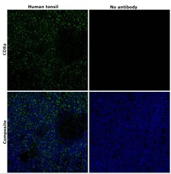 Invitrogen CD8a Monoclonal Antibody (AMC908), Alexa Fluor 488, eBioscience
