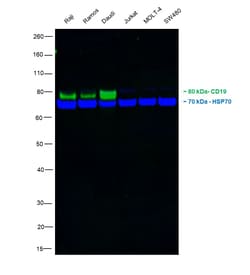 Invitrogen CD19 Monoclonal Antibody (6OMP31), Alexa Fluor 488, eBioscience