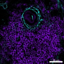 CD20 Monoclonal Antibody (L26), Alexa Fluor 488, eBioscience , Invitrogen:Antibodies:Primary