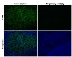 Invitrogen CD45 Monoclonal Antibody (30-F11), Alexa Fluor 488, eBioscience