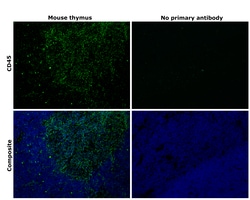 Invitrogen CD45 Monoclonal Antibody (30-F11), Alexa Fluor 488, eBioscience