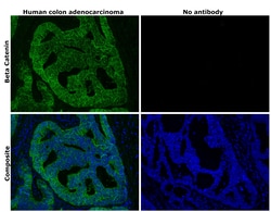 Invitrogen beta Catenin Monoclonal Antibody (15B8), Alexa Fluor 488, eBioscience