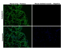 Invitrogen Podoplanin Monoclonal Antibody (eBio8.1.1 (8.1.1)), Alexa Fluor