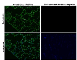 Invitrogen Podoplanin Monoclonal Antibody (eBio8.1.1 (8.1.1)), Alexa Fluor