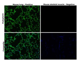 Invitrogen Podoplanin Monoclonal Antibody (eBio8.1.1 (8.1.1)), Alexa Fluor